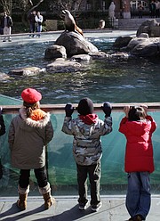 Los escolares observan cómo los leones marinos de California se alimentan de peces en el zoológico de Central Park en Nueva York el 10 de enero de 2007.
