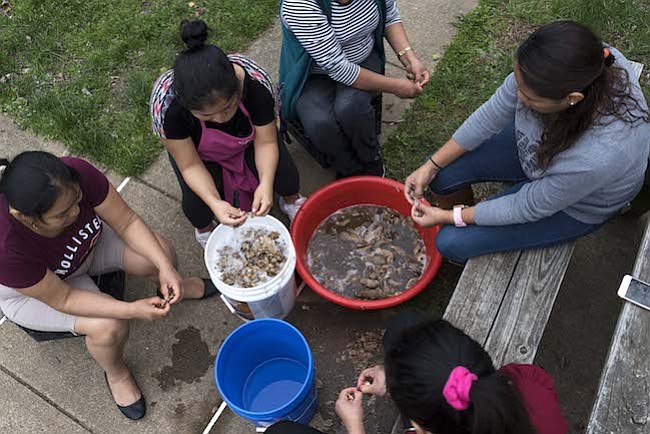 CHUÑO. Un grupo de mujeres preparan chuño, el cual es el resultado de la congelación y deshidratación de la papa importada de Bolivia, para cocinarlo como parte de una kermés con el objetivo de recaudar dinero para una familia de Bolivia que sufrió una explosión producto del tanque de gas en su cocina.