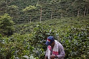 Un trabajador parado en los campos de árboles de café en Café Granja La Esperanza SA en el pueblo de Trujillo, departamento Valle del Cauca, Colombia, en febrero de 2017. Cafe Granja La Esperanza se especializa en la producción de café especializado y exportaciones a los Estados Unidos, Europa, Asia y Australia.