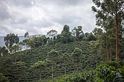 Campos de árboles de café se levantan en la Café Granja La Esperanza SA en el pueblo de Trujillo, departamento de Valle del Cauca, Colombia.