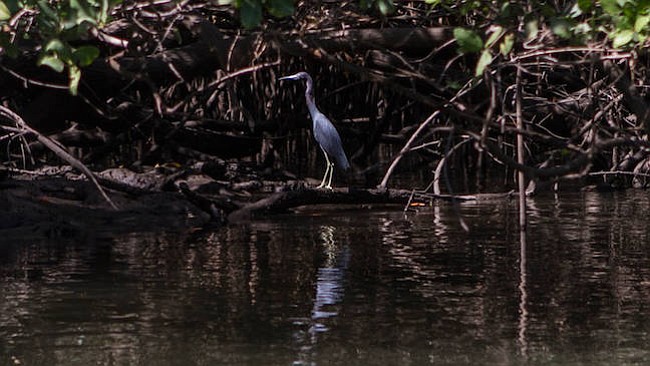 Las aves marinas en la orilla de los manglares en busca de comida.