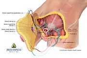 PenileTransplant| Credit: Devon Stuart for Johns Hopkins Medicine