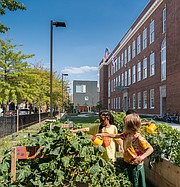 Los niños tienen la oportunidad de plantar los vegetales que consumen, una vez cocinados en la escuela.
