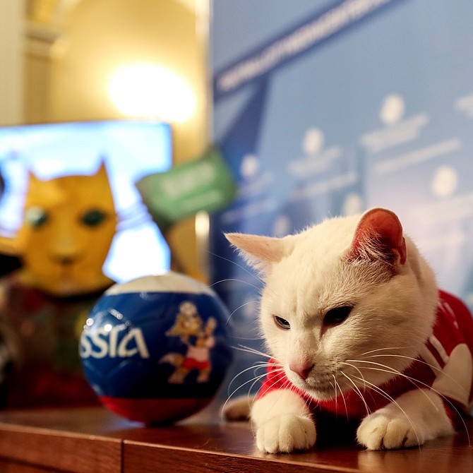 Rusia - "Achilles", el gato del Hermitage convertido en uno de los oráculos del Mundial de Rusia, predijo este miércoles la victoria de la selección anfitriona en el partido inaugural de este jueves en el estadio Luznikhi frente a Arabia Saudí.