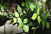 Poison Ivy puede crecer como una vid rastrera en el suelo