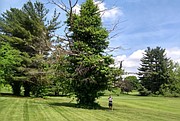 La hiedra venenosa puede ocupar un árbol muerto, como éste en el campo de golf de Virginia Tech. Desde lejos, parece un árbol de hoja perenne. De cerca, queda claro que es una pesadilla de la naturaleza.