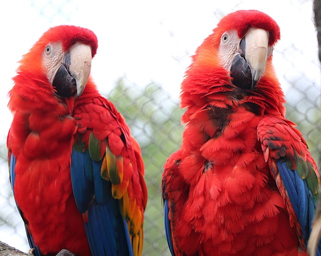 Guacamayas en la exhibición "Caribbean Coast" en el Stone Zoo