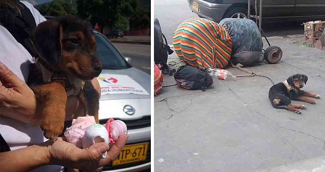 COLOMBIA. Teresa es una perrita nacida en Venezuela. Sus dueños decidieron emprender camino a Colombia en busca de oportunidades