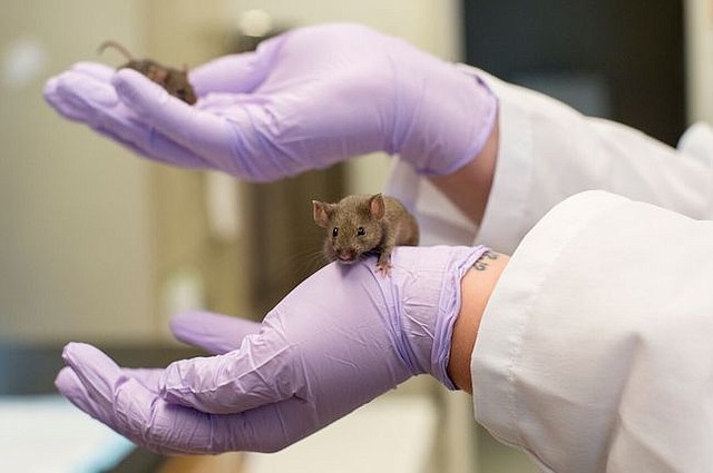 Un ratón en el labratorio de patología y geriatría de la Universidad de Michigan.