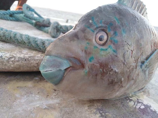Pez extraño es conseguido en playa de El Salvador