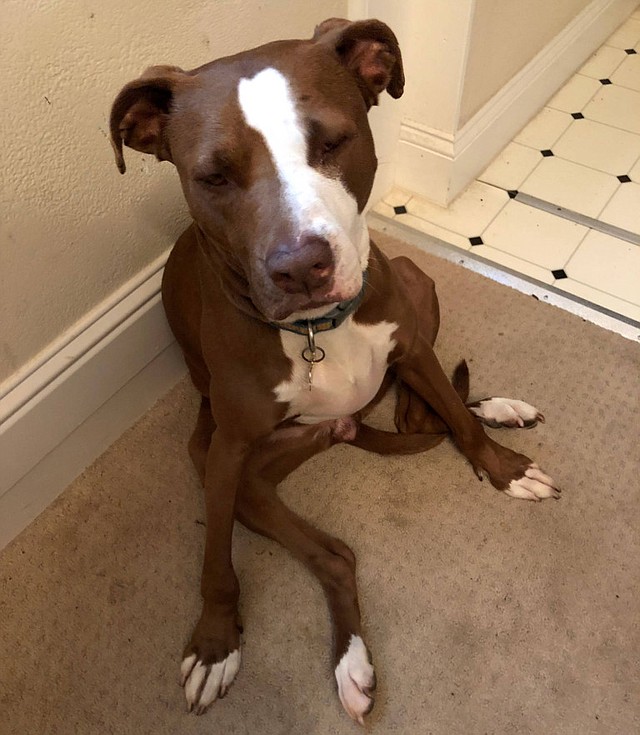 Una drogada Maizey Klivans, en casa después de la visita al veterinario. Su compañera humana (la autora de esta historia) la encontró en un área del apartamento que nunca frecuenta, mareada y confundida. (Laura Klivans/KQED)