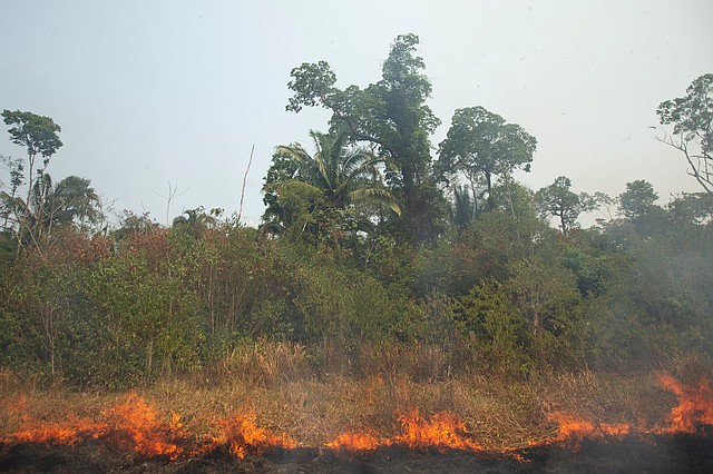 AMAZONÍA. El colorido y ruidoso paisaje que conforma la biodiversidad de la Amazonía brasileña dio lugar a un silencio estremecedor en las zonas devastadas por el fuego que devora parte de la selva, donde serpientes, peces y otros animales intentan escapar de las llamas que avanzan rápidamente. | Foto: Efe/Joédson Alves