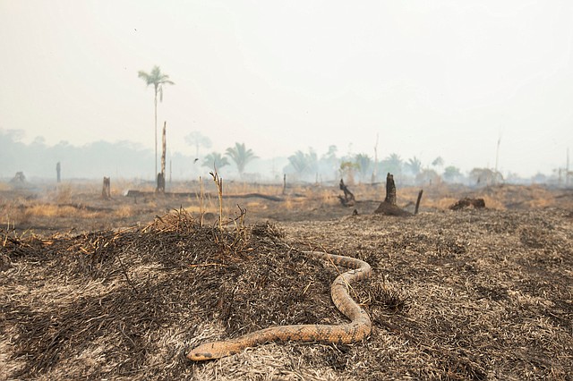 AMAZONÍA. Una serpiente huye del fuego este sábado en Porto Velho, Brasil. | Foto: Efe/Joédson Alves