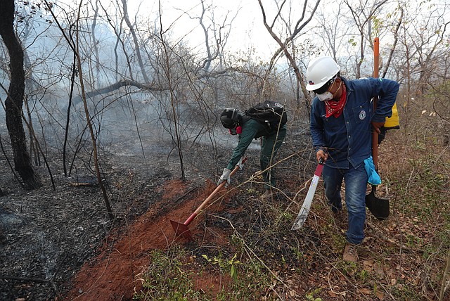 ACCIÓN. Voluntarios bolivianos aplacan un incendio el martes 27 de agosto en la región de San José de Chiquitos, Bolivia. | Foto: Efe/Martin Alipaz.