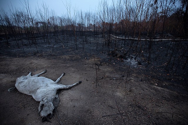 REDES. Los incendios se viralizaron la semana pasada con fotos falsas en internet; sin embargo, días después comenzaron a llegar fotos reales, aun más preocupantes. | Foto: Efe/Joédson Alves