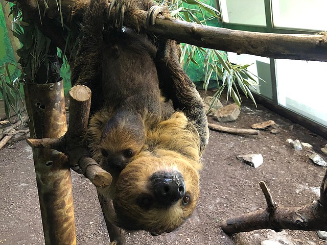 Siesta y Lunesta, las perezas del Stone Zoo