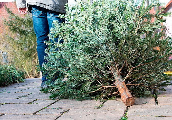 Opciones de reciclaje de árboles de Navidad